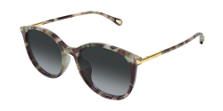 Chloe CH 0397SK - 004 HAVANA grey gradient